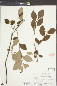 Styrax americanus image