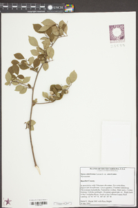 Styrax americanus var. americanus image