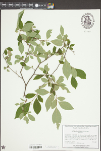 Styrax americanus image