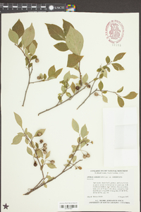 Styrax americanus image