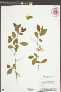 Styrax americanus image