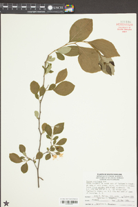 Styrax americanus image