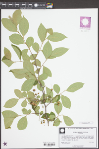 Styrax americanus image