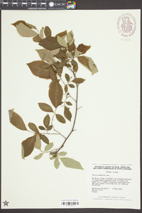 Styrax americanus image