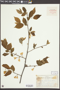 Styrax americanus image