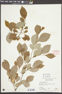 Styrax americanus image