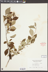 Styrax americanus image