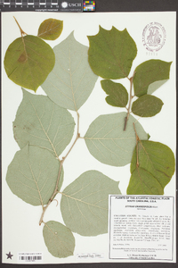 Styrax grandifolius image