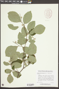 Styrax grandifolius image