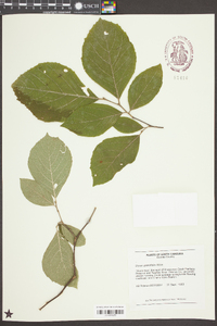 Styrax grandifolius image