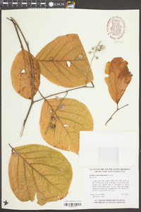 Styrax grandifolius image