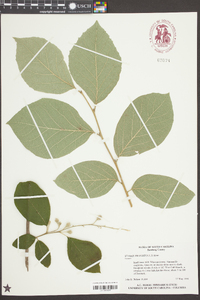 Styrax grandifolius image