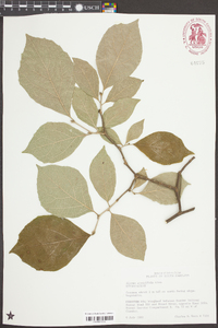 Styrax grandifolius image