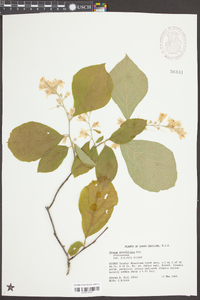 Styrax grandifolius image