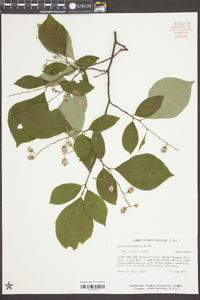 Styrax grandifolius image