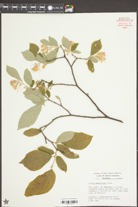 Styrax grandifolius image