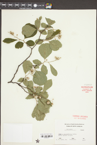 Styrax grandifolius image