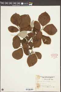 Styrax grandifolius image