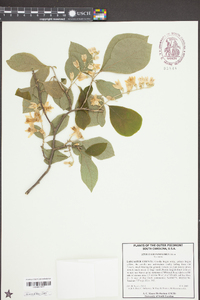 Styrax grandifolius image