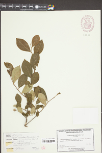 Styrax grandifolius image