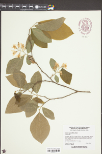 Styrax grandifolius image