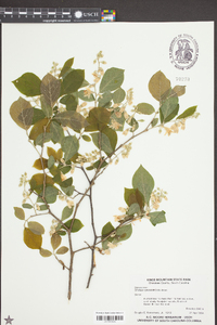 Styrax grandifolius image