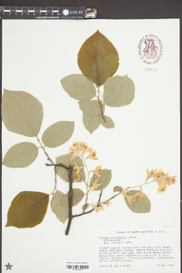 Styrax grandifolius image