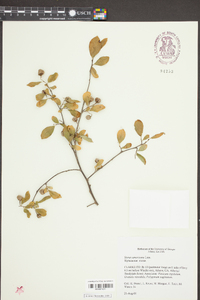 Styrax americanus image