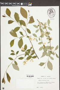 Styrax americanus image