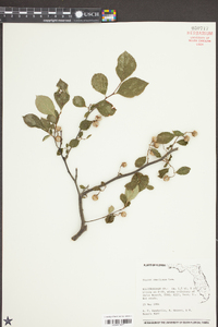 Styrax americanus image