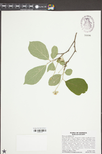 Styrax grandifolius image