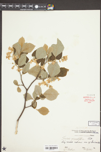 Styrax grandifolius image