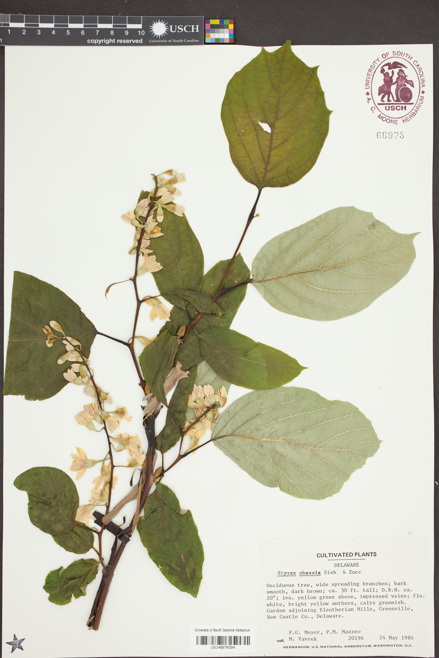 Styrax obassia image