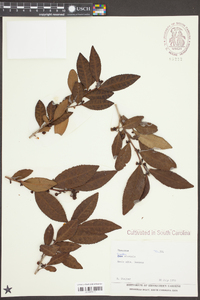 Camellia sinensis image