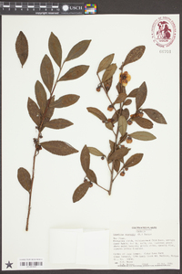 Camellia sinensis image