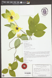 Stewartia malacodendron image