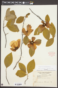 Stewartia malacodendron image