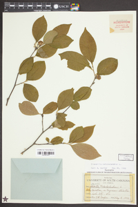 Stewartia malacodendron image
