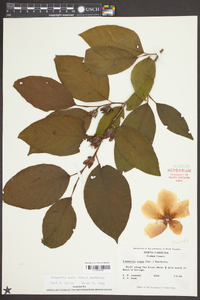 Stewartia ovata image