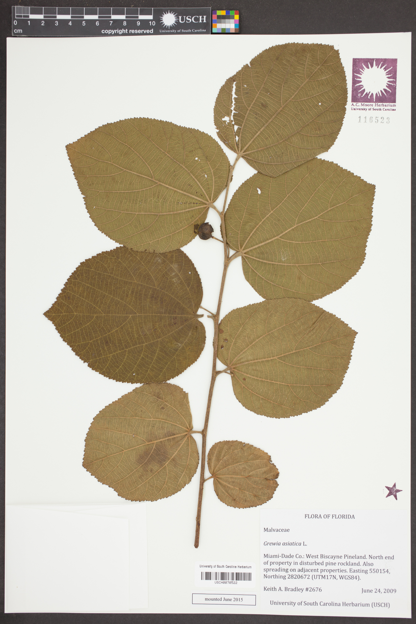 Grewia asiatica image