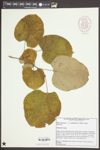 Tilia americana var. caroliniana image