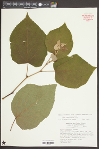 Tilia americana var. caroliniana image