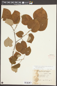 Tilia americana var. caroliniana image