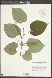 Tilia americana var. caroliniana image