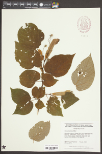 Tilia americana var. caroliniana image