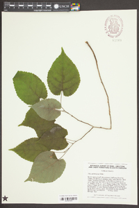 Tilia americana var. caroliniana image