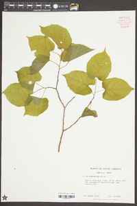 Tilia americana var. caroliniana image