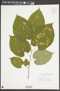 Tilia americana var. caroliniana image