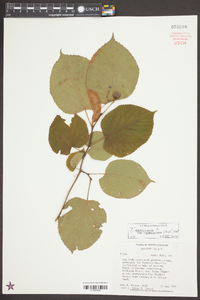 Tilia americana var. caroliniana image