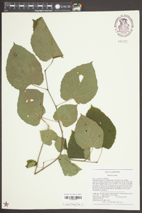 Tilia americana var. caroliniana image